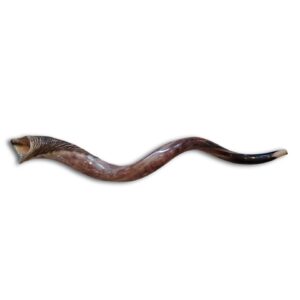 Shofar - Kudu Horn - Extra Large