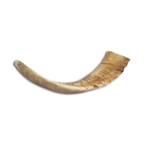 Shofar - Rams Horn - Small
