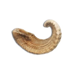 Shofar - Rams Horn - Large