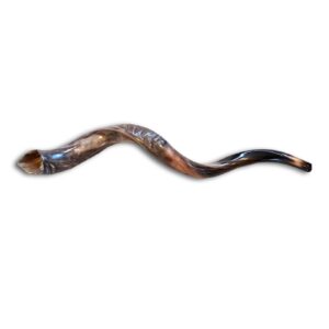 Shofar - Kudu Horn - Large