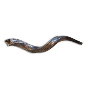Shofar - Kudu Horn - Medium