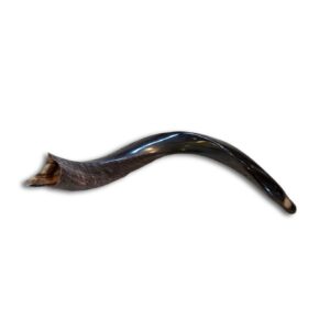 Shofar - Kudu Horn - Small