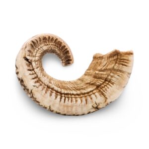 Shofar - Rams Horn - Extra Large